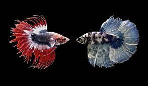.fish | beautiful fish #24 thanks for watching my video ☺️ betta fish,fish,a lot fish,halfmoon betta fish,koi fish,anglefish,pleco fish … my new platinum butterfly koi fish ( is it expensive??) How Do Betta Fish Fight Top Signs Of Aggression Betta Source