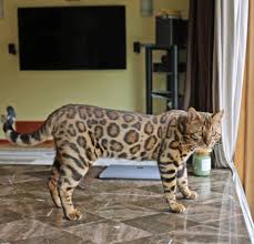 Find Bengal Cat Breeders Near You