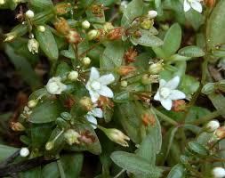 Image result for Crassula expansa