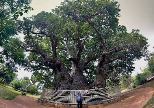 Historic Baobab tree at Wai Heritage Walk