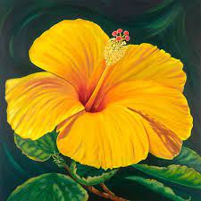 Hawaii State Flower The Yellow Hibiscus Pictures Yellow Hibiscus Spring Flowers Photography Hibiscus