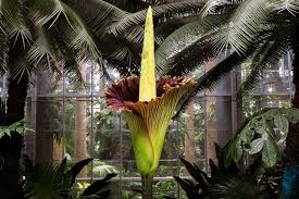 Image result for Amorphophallus abyssinicus