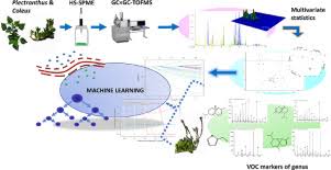 Image result for Plectranthus chimanimanensis