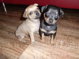 We did not find results for: Blauaugige Chihuahua Mix Welpen Abzugeben 366271