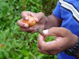 You first pick the whole thing (including the cashew apple) from the branch. Covert Cashew The Secret Life Of A Nut Kuriositas