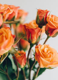 Perhaps this is why purple hyacinths. Rose Meaning Rose Flower Color Symbolism Bloom Wild