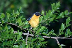 Image result for Scutia