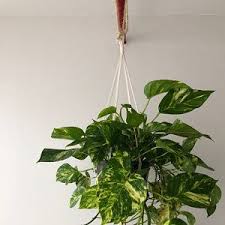 A puffy wool beauty with. Large Macrame Wall Hanging Available In White Gray Etsy Macrame Plant Hanger Plant Hanger Macrame Plant Hangers