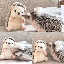 76 Adorable Hedgehog Pics To Celebrate Hedgehog Day Milye Detenyshi Zhivotnyh Detenyshi Zhivotnyh Samye Milye Zhivotnye