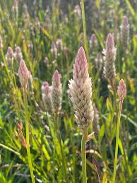 Image result for Celosia pandurata