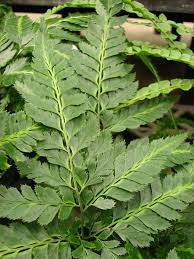 Image result for Arachniodes webbiana