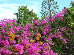Check spelling or type a new query. Visit Key West Fantastic Flowers Of Key West
