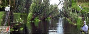 Programa de análisis y restauración del sistema lacustre de xochimilco y del ajolote (etapa 2/3). Birds And Landscape Chinampas Ejidos Of Xochimilco And San Gregorio Download Scientific Diagram