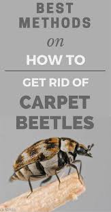 Basement Black Beetle Bug In House Best Methods On How To Get Rid Of Carpet Beetles Carpet Beetle Spray Carpet Bugs Beetle