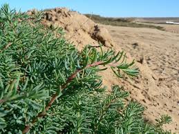 Image result for Suaeda monoica