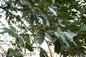 Image result for Diospyros mespiliformis