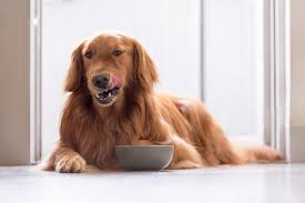 Calm Assigned Healthy Diet For Dogs Download App Dog Food Recipes Can Dogs Eat Olive Oil For Dogs