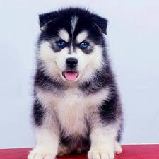 Please provide a valid price range. Siberian Husky For Sale Husky Puppies In Delhi Ncr At Best Price Dav Pet Lovers