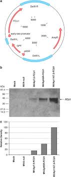 Sany hg28 flèche de distribution de béton rayon de distribution maximum: Modified Vaccinia Virus Ankara As A Vector For Suicide Gene Therapy Cancer Gene Therapy