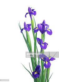 Iris Flower Iris Flowers Flower Painting Flower Meanings