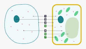 Maybe you would like to learn more about one of these? Basic Animal And Plant Cells Clipart Png Download Animal Cell No Labels Transparent Png Kindpng