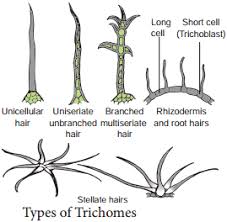 Stomata in the epidermis of leaves and stems permit gas exchange between the plant and the atmosphere. Epidermal Tissue System Definition And Its Types