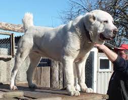 26 Alabai Ideas Dog Breeds Alabai Dog Puppies