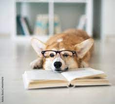 Photo & Art Print Dog reading book