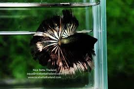 10 Reasons Why Betta Fish Jumping Out Of The Tank - Youtube