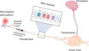 Image result for Sodium Channel Blocker