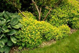 You'll love the lacy foliage, too. Pseudofumaria Lutea Ontario Rock Garden Hardy Plant Society