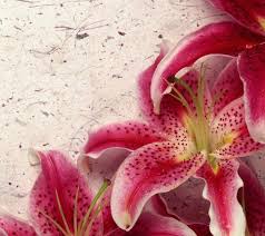 Pink Lilies Islamic Quotes Allah Islam Sufism
