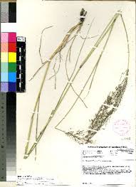 Image result for Eragrostis volkensii