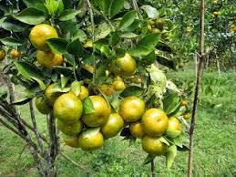 Budidaya durian cepat berbuah menggunakan bibit dari jenis durian. Pertanian Tanaman Cepat Berbuah