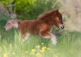 Image result for imagenes de caballos hermosos