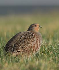 Vogeldagboeken De Vogeldagboeken Van Adri De Groot