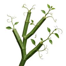 Image result for Cissus quadrangularis