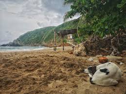 Check spelling or type a new query. Mazunte Travel Oaxaca Coast What To Do In Mazunte Going Up The Country