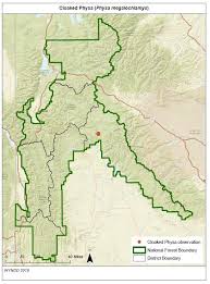 Image result for Megalochlamys