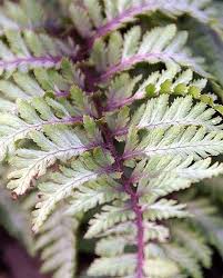 Image result for Athyrium newtonii