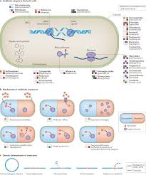Resistance patterns and drug approvals vary from country to country, and hospital to hospital and as such national and / or local antibiotic guidelines should be used. Sequencing Based Methods And Resources To Study Antimicrobial Resistance Nature Reviews Genetics