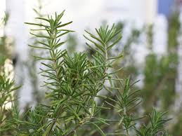 We did not find results for: How To Transplant Garden Rosemary Indoors For The Winter