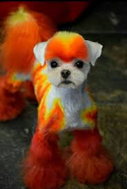 Above on google maps you will find all the places for request organic hair dye salons near me. Pin By Kama Maree On Grooming Dog Dye Dog Hair Dye Dog Hair