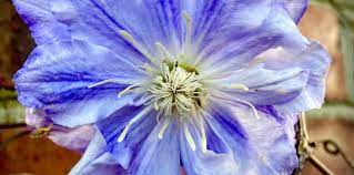 Browse hair care, skin care, make up, nail care, bath and body, sun care and tanning, perfume and shaving and hair removal companies. Toxicology Answer What Are The Side Effects Of Chewing This Beautiful Bloom Acep Now