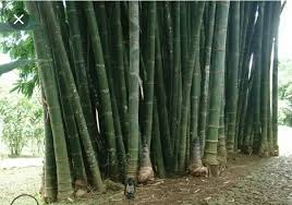 Pokok buluh jepun hijau (dracaena surculosa. Pokok Buluh
