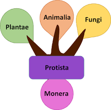 Whittaker S System Of Classification Five Kingdom System Of Classification In 2021 Kingdom Fungi Five Kingdoms Kingdom Plantae