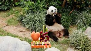 熊貓（ panda ），又叫大熊貓（ giant panda ）、貓熊，係中國嘅國寶級野生哺乳動物。 同熊、貓一樣屬於食肉目。 自從1869年一位法國 傳教士第一次同熊貓改學名時叫做「黑白色嘅熊」之後，學名好快就俾人改咗。 Fjjk6lnzoy 7hm
