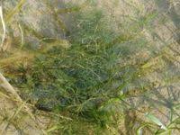 Image result for Najas graminea