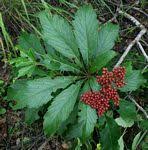 Image result for Cyphostemma heterotrichum