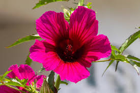 Image result for Hibiscus cannabinus